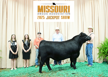Reserve Champion Missouri Jackpot Steer