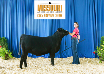 Early Senior Heifer Calf Champion