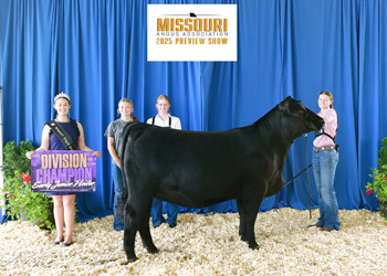 Early Junior Champion Heifer