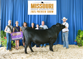 Intermediate Champion Bull