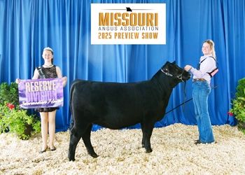 Reserve Intermediate Champion Heifer