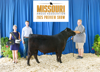 Reserve Intermediate Champion Bull