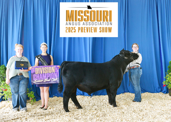 Senior Bull Calf Champion