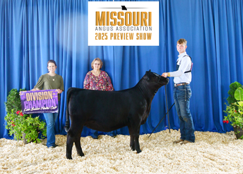 Late Senior Heifer Calf Champion