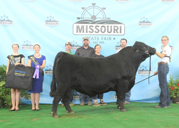 Grand Champion Bull