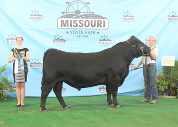 Reserve Senior Champion Bull
