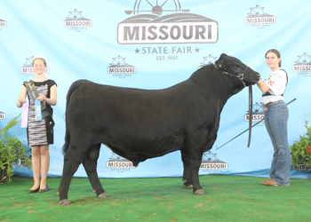 Junior Champion Bull