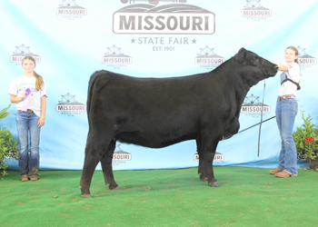Junior Champion Heifer