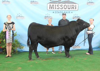 Intermediate Champion Bull