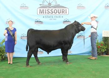 Reserve Senior Bull Calf Champion