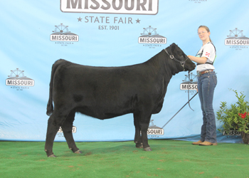 Reserve Senior Heifer Calf Champion