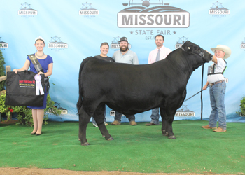 Reserve Grand Champion Bull