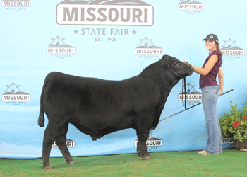 Reserve Senior Bull Calf Champion