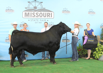 Grand Champion Bull