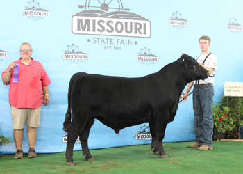 Intermediate Champion Bull