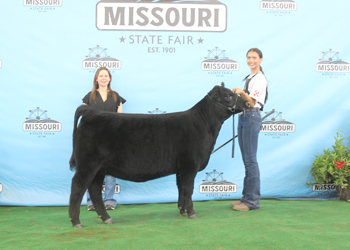 Junior Heifer Calf Champion