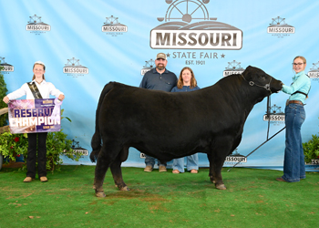 Reserve Senior Champion Bull