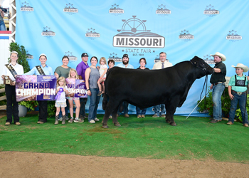 Grand Champion Bull
