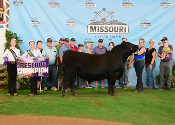 Reserve Grand Champion Bull