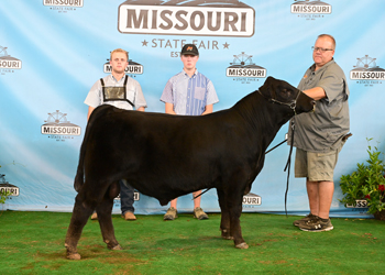 Reserve Senior Bull Calf Champion