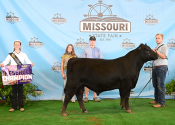 Reserve Intermediate Champion Bull