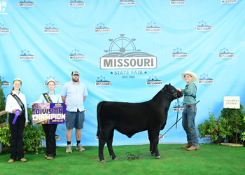 Junior Bull Calf Champion