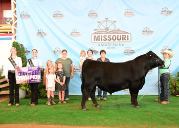 Senior Bull Calf Champion
