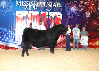 Reserve Grand Champion Bull