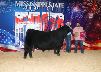 Reserve Grand Champion Owned Bull