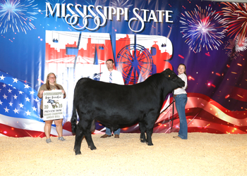 Reserve Champion Mississippi Bred Bull