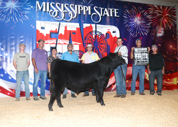 Champion Mississippi Bred Bull