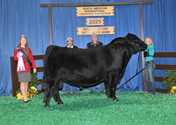 Reserve Senior Champion Bull