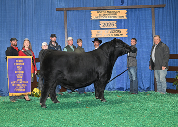 Grand Champion Bull