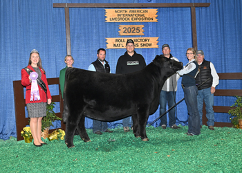 Reserve Intermediate Champion Heifer