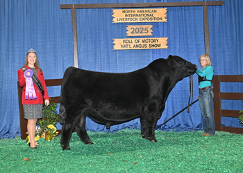 Junior Champion Bull