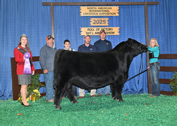 Intermediate Champion Bull