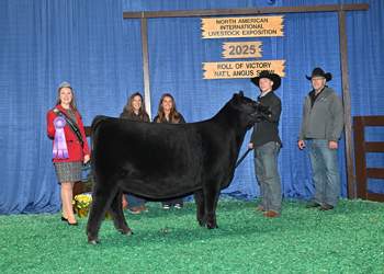 Intermediate Champion Heifer