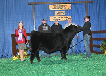 Senior Bull Calf Champion