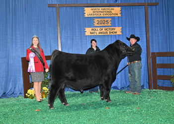 Reserve Senior Bull Calf Champion