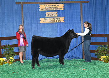 Junior Heifer Calf Champion Div 2