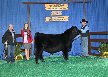Reserve Junior Bull Calf Champion