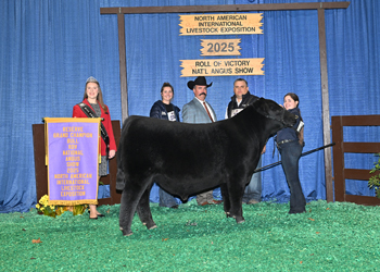 Reserve Grand Champion Bull