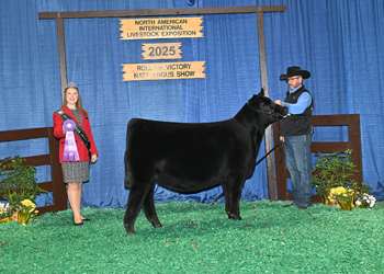 Junior Heifer Calf Champion Div 3