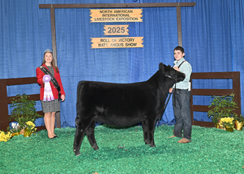 Junior Heifer Calf Champion Div 1
