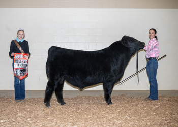 Reserve Grand Champion Bred-and-owned Bull