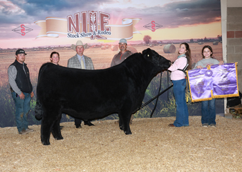 Grand Champion Bull