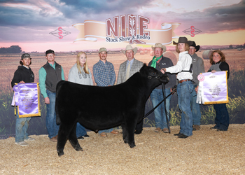 Reserve Grand Champion Bull