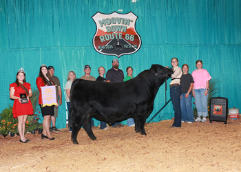 Resereve Senior Champion Bull