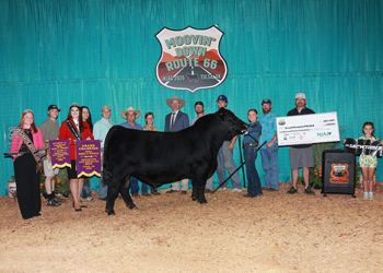 Grand Champion PGS Bull