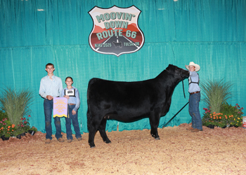 Reserve Division 4 - Bred-and-Owned PGS Female